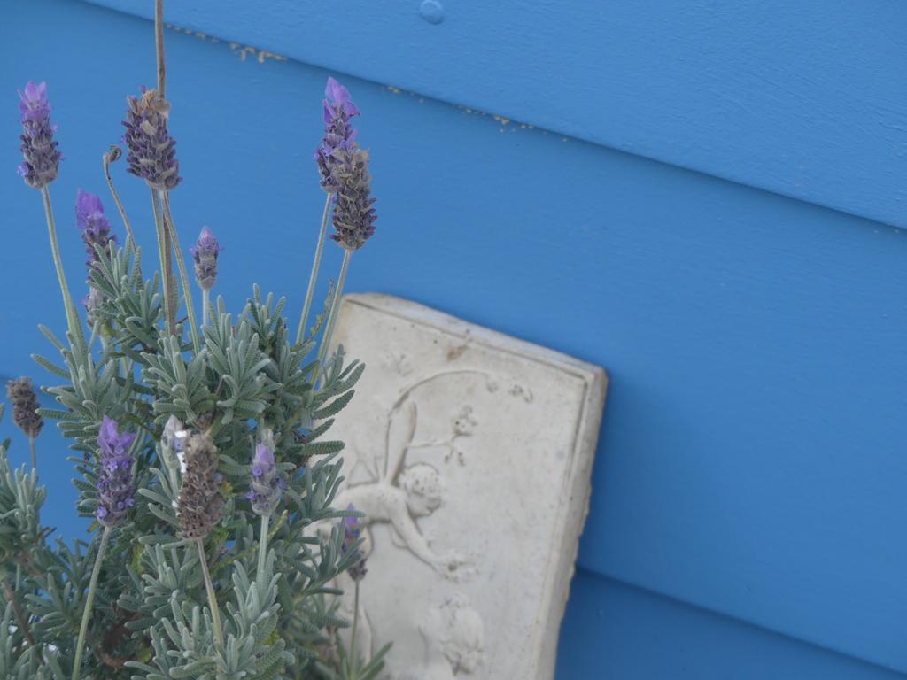 Ki Dragonfly Guesthouse 킹스콧 외부 사진
